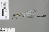  (Allocnemis wittei - RMNH.INS.505517)  @13 [ ] CreativeCommons - Attribution Non-Commercial Share-Alike (2013) Unspecified Naturalis Biodiversity Center