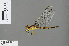  ( - RMNH.INS.505549)  @13 [ ] CreativeCommons - Attribution Non-Commercial Share-Alike (2013) Unspecified Naturalis Biodiversity Center