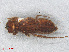  ( - RMNH.INS.505595)  @12 [ ] CreativeCommons - Attribution Non-Commercial Share-Alike (2013) Unspecified Naturalis Biodiversity Center
