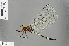  (Zygonyx atritibiae - RMNH.INS.505622)  @14 [ ] CreativeCommons - Attribution Non-Commercial Share-Alike (2013) Unspecified Naturalis Biodiversity Center