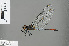  ( - RMNH.INS.505631)  @13 [ ] CreativeCommons - Attribution Non-Commercial Share-Alike (2013) Unspecified Naturalis Biodiversity Center