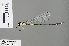  ( - RMNH.INS.505646)  @13 [ ] CreativeCommons - Attribution Non-Commercial Share-Alike (2013) Unspecified Naturalis Biodiversity Center