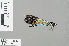  ( - RMNH.INS.505713)  @11 [ ] CreativeCommons - Attribution Non-Commercial Share-Alike (2013) Unspecified Naturalis Biodiversity Center
