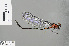  ( - RMNH.INS.505730)  @13 [ ] CreativeCommons - Attribution Non-Commercial Share-Alike (2013) Unspecified Naturalis Biodiversity Center