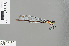  (Caliphaea angka - RMNH.INS.505740)  @14 [ ] CreativeCommons - Attribution Non-Commercial Share-Alike (2013) Unspecified Naturalis Biodiversity Center