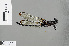  ( - RMNH.INS.505742)  @11 [ ] CreativeCommons - Attribution Non-Commercial Share-Alike (2013) Unspecified Naturalis Biodiversity Center