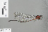 ( - RMNH.INS.505802)  @11 [ ] CreativeCommons - Attribution Non-Commercial Share-Alike (2013) Unspecified Naturalis Biodiversity Center