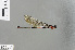  ( - RMNH.INS.505808)  @13 [ ] CreativeCommons - Attribution Non-Commercial Share-Alike (2013) Unspecified Naturalis Biodiversity Center