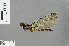  ( - RMNH.INS.505810)  @11 [ ] CreativeCommons - Attribution Non-Commercial Share-Alike (2013) Unspecified Naturalis Biodiversity Center