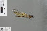  ( - RMNH.INS.505819)  @12 [ ] CreativeCommons - Attribution Non-Commercial Share-Alike (2013) Unspecified Naturalis Biodiversity Center