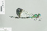  ( - RMNH.INS.506075)  @13 [ ] CreativeCommons - Attribution Non-Commercial Share-Alike (2013) Unspecified Naturalis Biodiversity Center