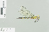  ( - RMNH.INS.506076)  @13 [ ] CreativeCommons - Attribution Non-Commercial Share-Alike (2013) Unspecified Naturalis Biodiversity Center
