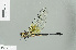  (Phyllomacromia hervei - RMNH.INS.506159)  @14 [ ] CreativeCommons - Attribution Non-Commercial Share-Alike (2013) Unspecified Naturalis Biodiversity Center