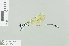  (Allocnemis pauli - RMNH.INS.506205)  @14 [ ] CreativeCommons - Attribution Non-Commercial Share-Alike (2013) Unspecified Naturalis Biodiversity Center