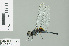 (Aethriamanta aethra - RMNH.INS.506236)  @13 [ ] CreativeCommons - Attribution Non-Commercial Share-Alike (2013) Unspecified Naturalis Biodiversity Center