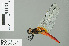  (Aethriamanta brevipennis - RMNH.INS.506237)  @14 [ ] CreativeCommons - Attribution Non-Commercial Share-Alike (2013) Unspecified Naturalis Biodiversity Center