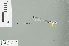  (Telosticta bidayuh - RMNH.INS.506261)  @14 [ ] CreativeCommons - Attribution Non-Commercial Share-Alike (2013) Unspecified Naturalis Biodiversity Center