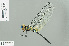  (Zygonyx iris errans - RMNH.INS.506267)  @15 [ ] CreativeCommons - Attribution Non-Commercial Share-Alike (2013) Unspecified Naturalis Biodiversity Center