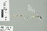  (Amphicnemis dactylostyla - RMNH.INS.506273)  @13 [ ] CreativeCommons - Attribution Non-Commercial Share-Alike (2013) Unspecified Naturalis Biodiversity Center