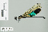  ( - RMNH.INS.506309)  @13 [ ] CreativeCommons - Attribution Non-Commercial Share-Alike (2013) Unspecified Naturalis Biodiversity Center