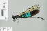  (Euphaea basalis - RMNH.INS.506317)  @14 [ ] CreativeCommons - Attribution Non-Commercial Share-Alike (2013) Unspecified Naturalis Biodiversity Center