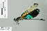  (Euphaea amphicyana - RMNH.INS.506636)  @14 [ ] CreativeCommons - Attribution Non-Commercial Share-Alike (2013) Unspecified Naturalis Biodiversity Center