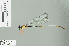  (Igneocnemis antoniae - RMNH.INS.506645)  @14 [ ] CreativeCommons - Attribution Non-Commercial Share-Alike (2013) Unspecified Naturalis Biodiversity Center