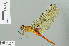  ( - RMNH.INS.506666)  @13 [ ] CreativeCommons - Attribution Non-Commercial Share-Alike (2013) Unspecified Naturalis Biodiversity Center
