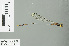  (Drepanosticta hermes - RMNH.INS.506668)  @13 [ ] CreativeCommons - Attribution Non-Commercial Share-Alike (2013) Unspecified Naturalis Biodiversity Center