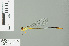  (Ceriagrion cerinorubellum - RMNH.INS.506682)  @14 [ ] CreativeCommons - Attribution Non-Commercial Share-Alike (2013) Unspecified Naturalis Biodiversity Center