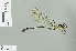  ( - RMNH.INS.506807)  @13 [ ] CreativeCommons - Attribution Non-Commercial Share-Alike (2013) Unspecified Naturalis Biodiversity Center