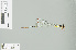  (Drepanosticta kosterini - RMNH.INS.506815)  @13 [ ] CreativeCommons - Attribution Non-Commercial Share-Alike (2013) Unspecified Naturalis Biodiversity Center