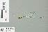  (Drepanosticta crenitis - RMNH.INS.506816)  @14 [ ] CreativeCommons - Attribution Non-Commercial Share-Alike (2013) Unspecified Naturalis Biodiversity Center