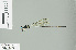  (Drepanosticta burbachi - RMNH.INS.506818)  @14 [ ] CreativeCommons - Attribution Non-Commercial Share-Alike (2013) Unspecified Naturalis Biodiversity Center