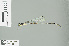  (Drepanosticta quadrata - RMNH.INS.506834)  @14 [ ] CreativeCommons - Attribution Non-Commercial Share-Alike (2013) Unspecified Naturalis Biodiversity Center