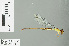  (Ceriagrion bellona - RMNH.INS.506874)  @14 [ ] CreativeCommons - Attribution Non-Commercial Share-Alike (2013) Unspecified Naturalis Biodiversity Center