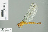  ( - RMNH.INS.506879)  @13 [ ] CreativeCommons - Attribution Non-Commercial Share-Alike (2013) Unspecified Naturalis Biodiversity Center