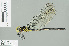  ( - RMNH.INS.506897)  @13 [ ] CreativeCommons - Attribution Non-Commercial Share-Alike (2013) Unspecified Naturalis Biodiversity Center