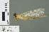  (Hemigomphus magela - RMNH.INS.507509)  @14 [ ] CreativeCommons - Attribution Non-Commercial Share-Alike (2013) Unspecified Naturalis Biodiversity Center