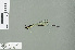 (Nososticta coelestina - RMNH.INS.507583)  @14 [ ] CreativeCommons - Attribution Non-Commercial Share-Alike (2013) Unspecified Naturalis Biodiversity Center