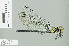  ( - RMNH.INS.507715)  @13 [ ] CreativeCommons - Attribution Non-Commercial Share-Alike (2013) Unspecified Naturalis Biodiversity Center