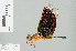  ( - RMNH.INS.507790)  @13 [ ] CreativeCommons - Attribution Non-Commercial Share-Alike (2013) Unspecified Naturalis Biodiversity Center