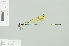  (Allocnemis nigripes - RMNH.INS.508265)  @14 [ ] CreativeCommons - Attribution Non-Commercial Share-Alike (2013) Unspecified Naturalis Biodiversity Center