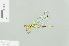  (Microgomphus nyassicus - RMNH.INS.508280)  @14 [ ] CreativeCommons - Attribution Non-Commercial Share-Alike (2013) Unspecified Naturalis Biodiversity Center