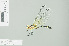  (Tetrathemis - RMNH.INS.508298)  @15 [ ] CreativeCommons - Attribution Non-Commercial Share-Alike (2013) Unspecified Naturalis Biodiversity Center