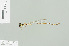  (Drepanosticta elongata - RMNH.INS.508477)  @14 [ ] CreativeCommons - Attribution Non-Commercial Share-Alike (2013) Unspecified Naturalis Biodiversity Center