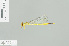  (Ceriagrion melanurum - RMNH.INS.508489)  @12 [ ] CreativeCommons - Attribution Non-Commercial Share-Alike (2013) Unspecified Naturalis Biodiversity Center