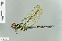  (Anotogaster sieboldii - RMNH.INS.508536)  @13 [ ] CreativeCommons - Attribution Non-Commercial Share-Alike (2013) Unspecified Naturalis Biodiversity Center