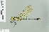  ( - RMNH.INS.508541)  @14 [ ] CreativeCommons - Attribution Non-Commercial Share-Alike (2013) Unspecified Naturalis Biodiversity Center