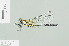  (Burmagomphus gratiosus - RMNH.INS.508543)  @14 [ ] CreativeCommons - Attribution Non-Commercial Share-Alike (2013) Unspecified Naturalis Biodiversity Center